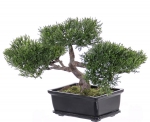 Bonsai Ceder 23cm